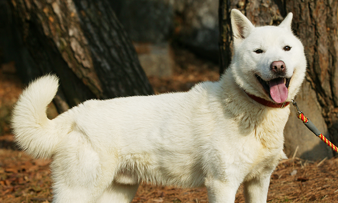 珍岛犬