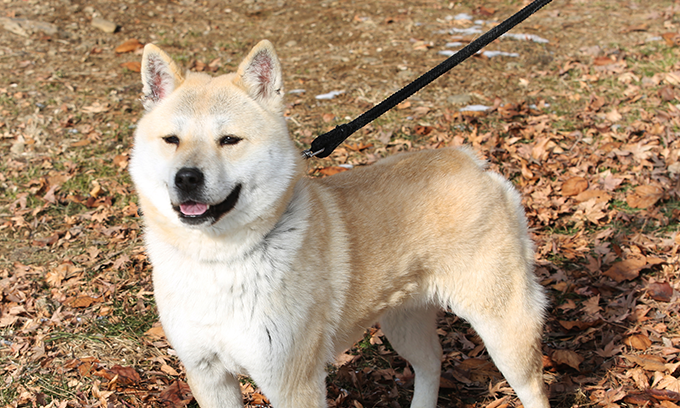 东京犬