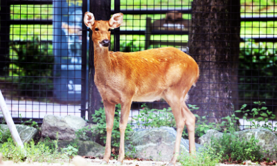 바라싱가