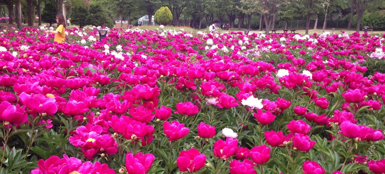 휴정원 잔디밭 사진