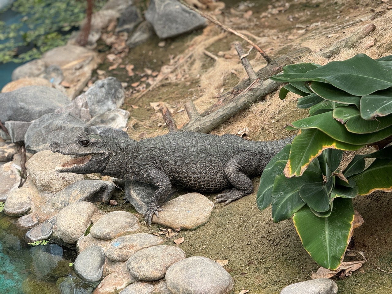 난쟁이카이만