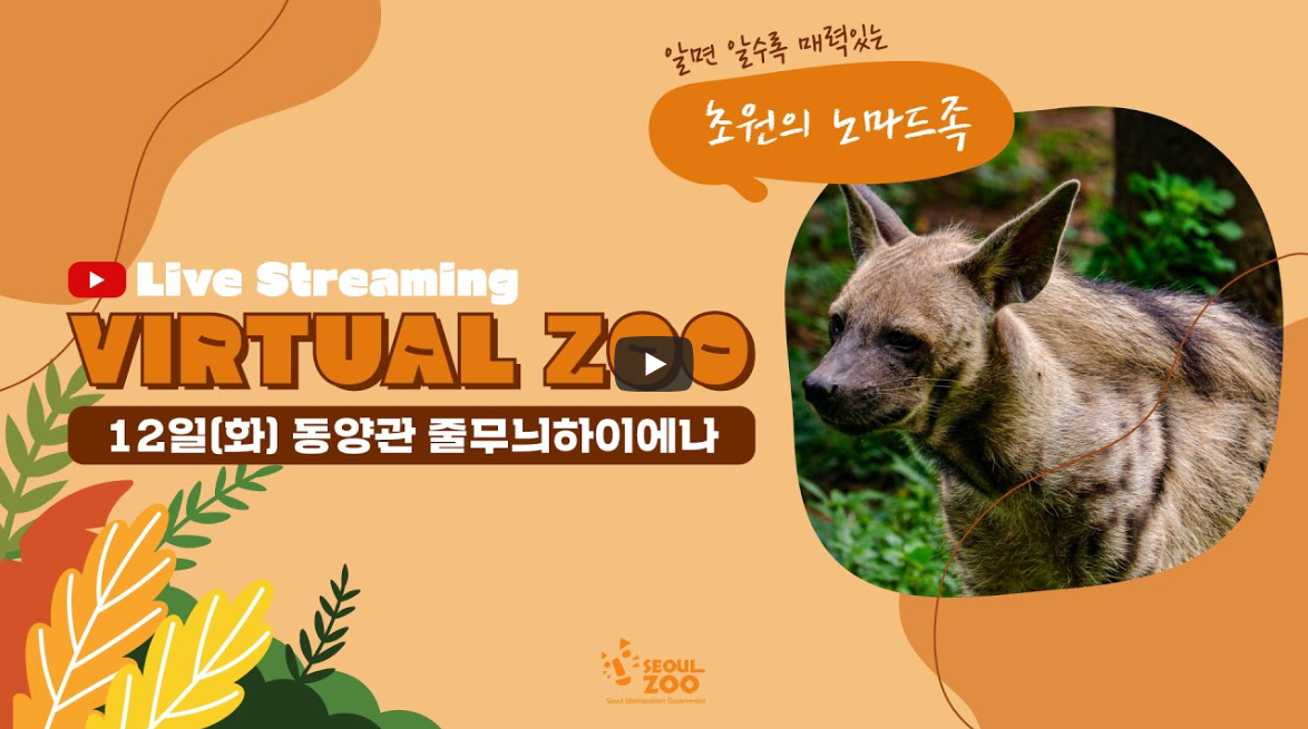 [라이브 스트리밍] VIRTUAL ZOO '줄무늬하이에나'