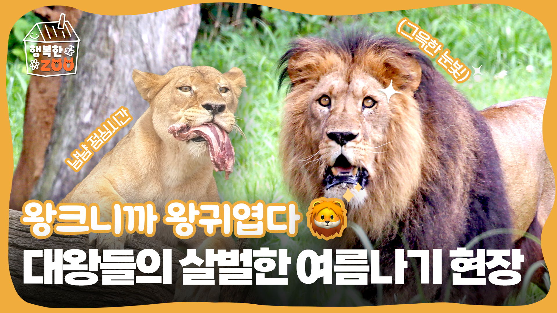 왕크니까 왕귀엽다🦁 대왕들의 살벌한 여름나기 현장