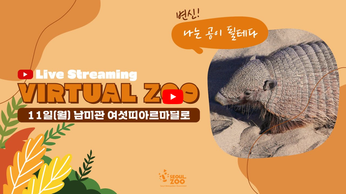 [라이브 스트리밍] VIRTUAL ZOO '여섯띠아르마딜로'