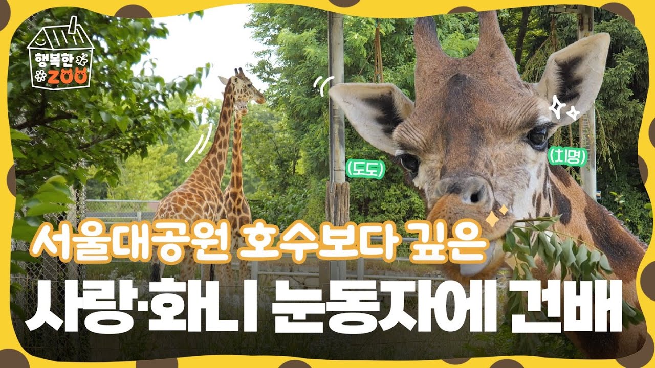 우아하고 사랑스러운 서울대공원의 기린, 사랑이와 화니🦒💕