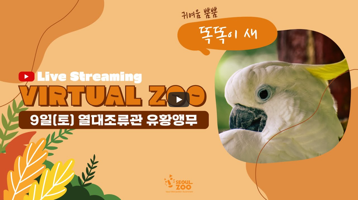 [라이브 스트리밍] VIRTUAL ZOO '유황앵무'