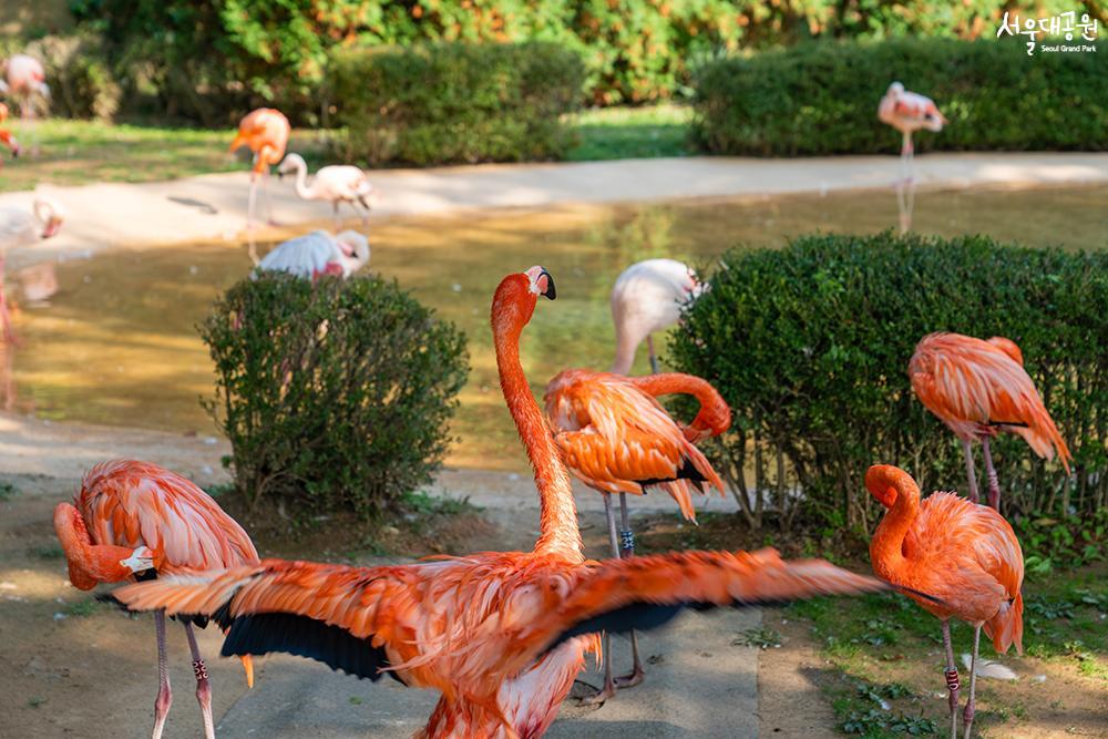 Happy 'Red-crowned cranes' in spring 