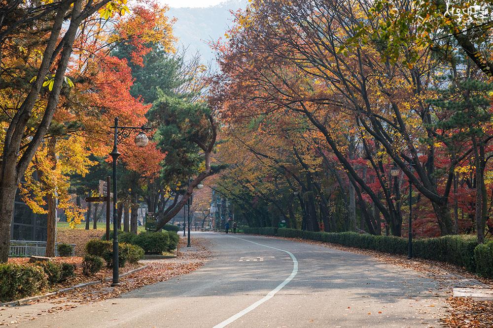 Autumn scenery at Seoul Grand Park