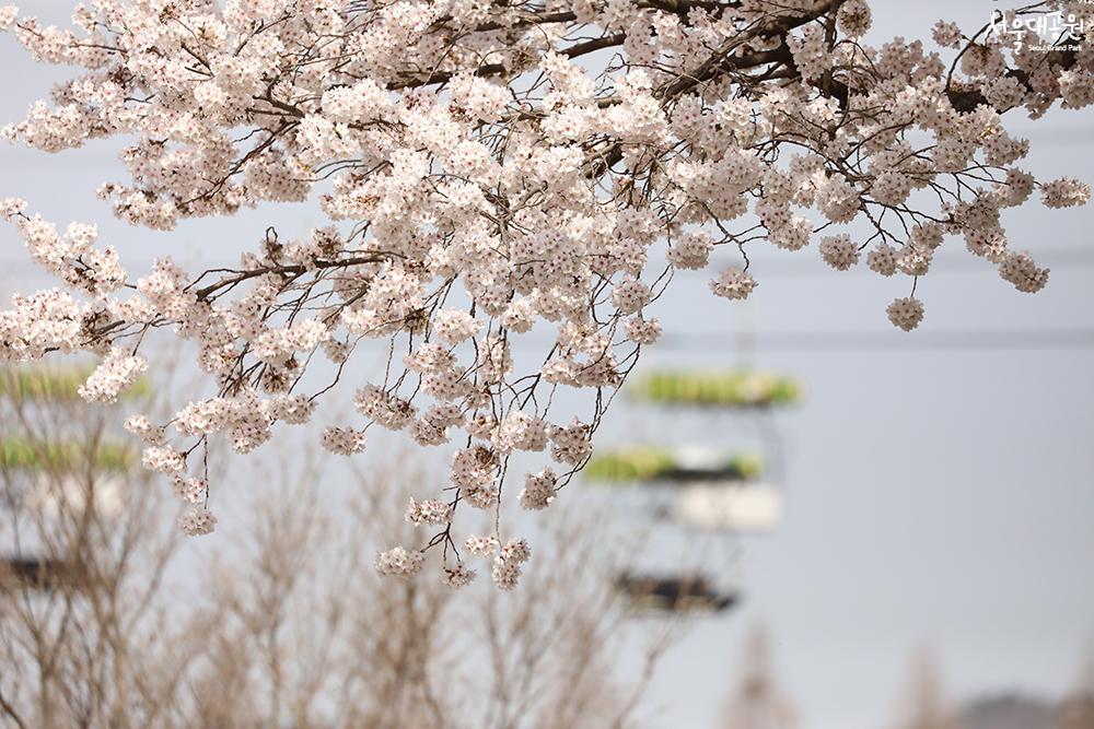 Time for Cheery Blossoms in Grand Park