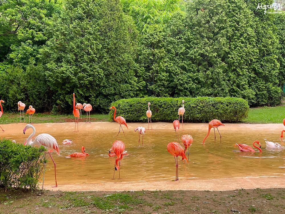 Happy 'Red-crowned cranes' in spring 