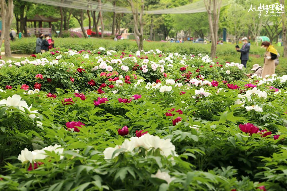 Peony in full bloom in theme garden 