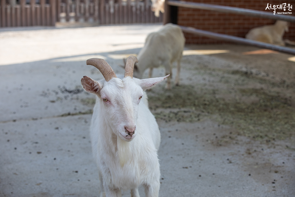 A warm spring day in Children’s Zoo 