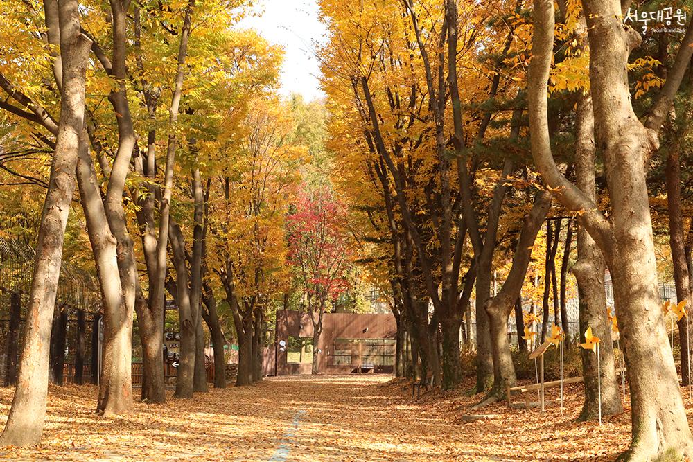 Autumn scenery at Seoul Grand Park