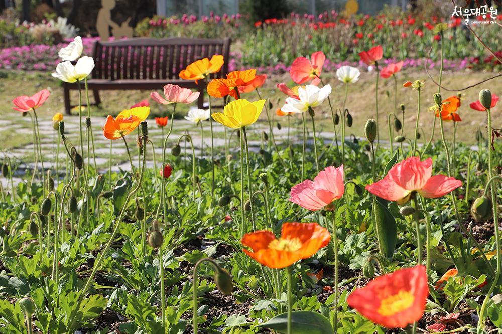 Spring flowers in full bloom, theme garden, garden