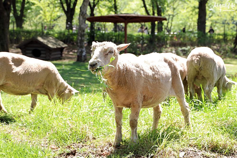 Sheep gorging on fresh grass! 