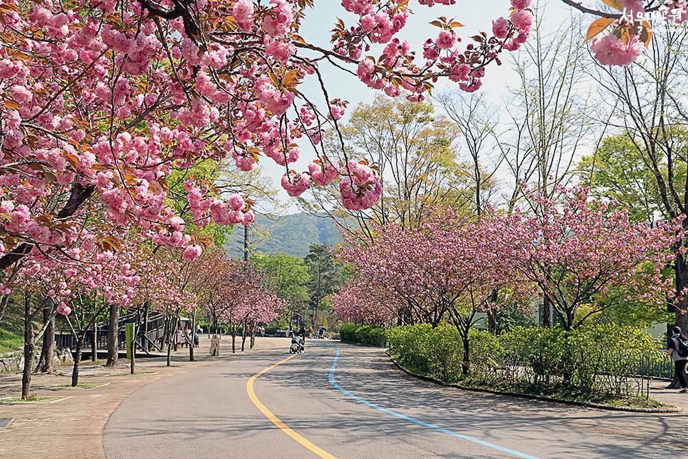 A pink wave! Cherry blossom ending starts here! 