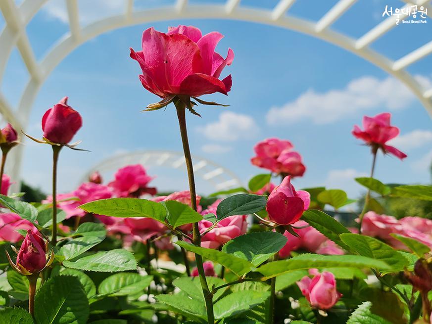 Look around Rose Garden in rose season!