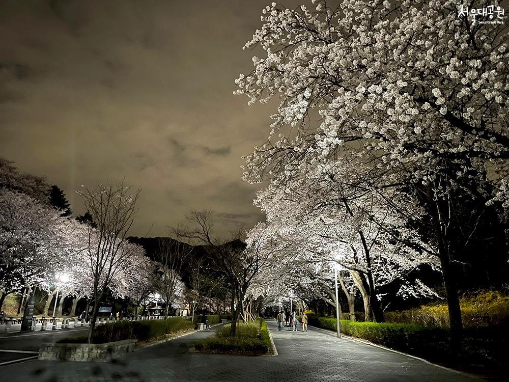 Time for Cheery Blossoms in Grand Park