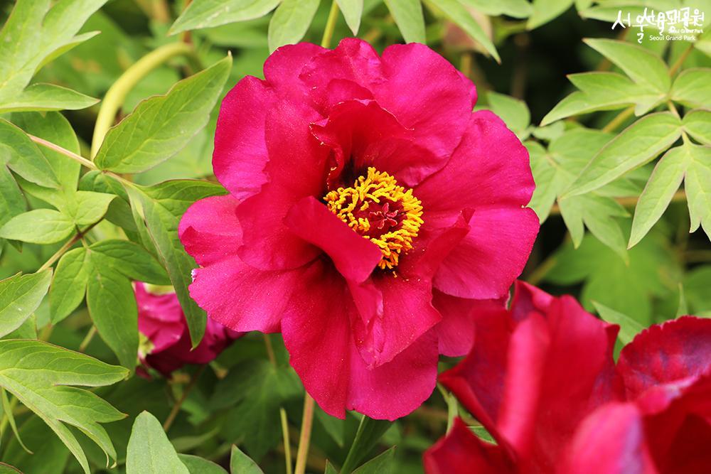 Peony in full bloom in theme garden 