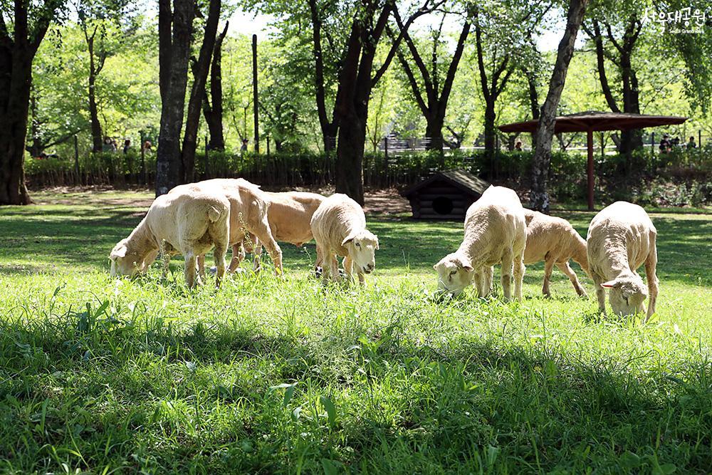 Sheep gorging on fresh grass! 