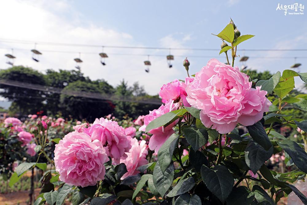 主题花园 秋天玫瑰