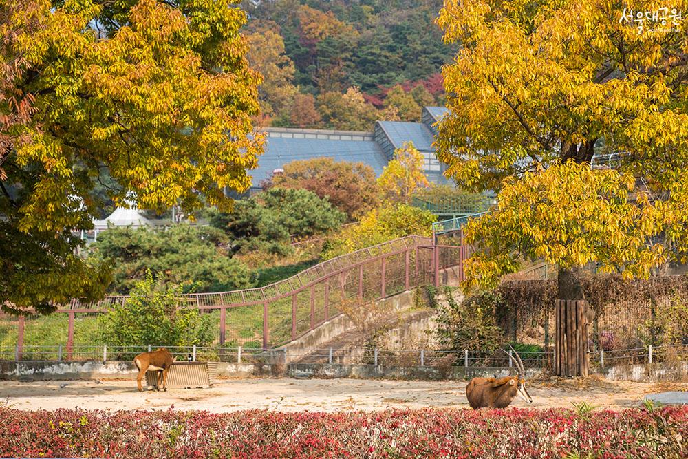 首尔大公园秋景