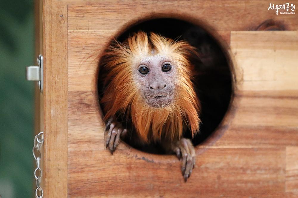 Golden-headed lion tamarin, a new family in Latin 