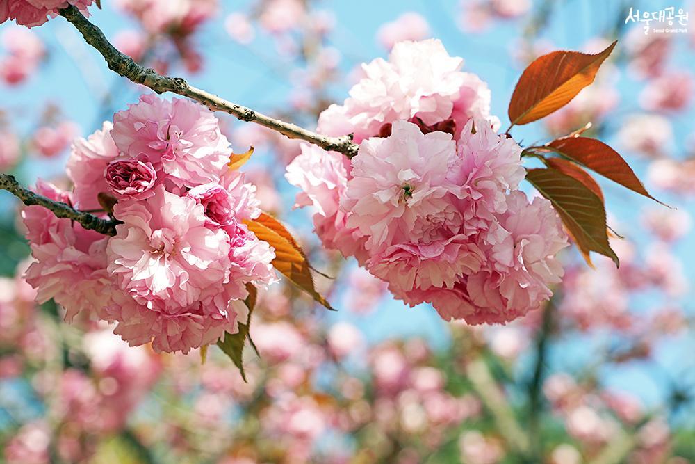 A pink wave! Cherry blossom ending starts here! 