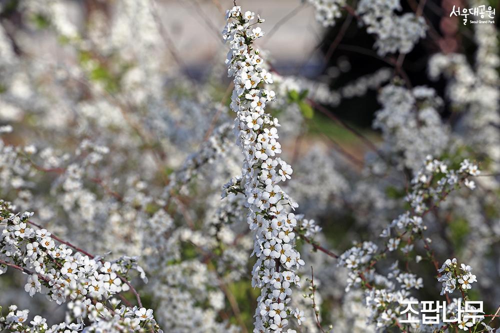 Enjoy spring flowers in full bloom in every corner