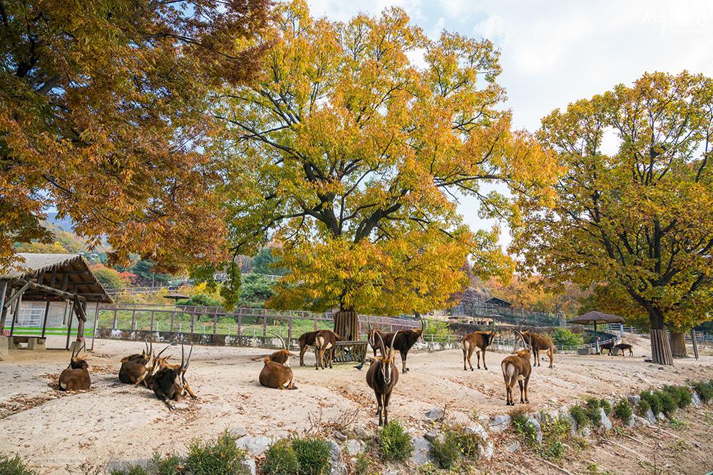 Autumn scenery at Seoul Grand Park