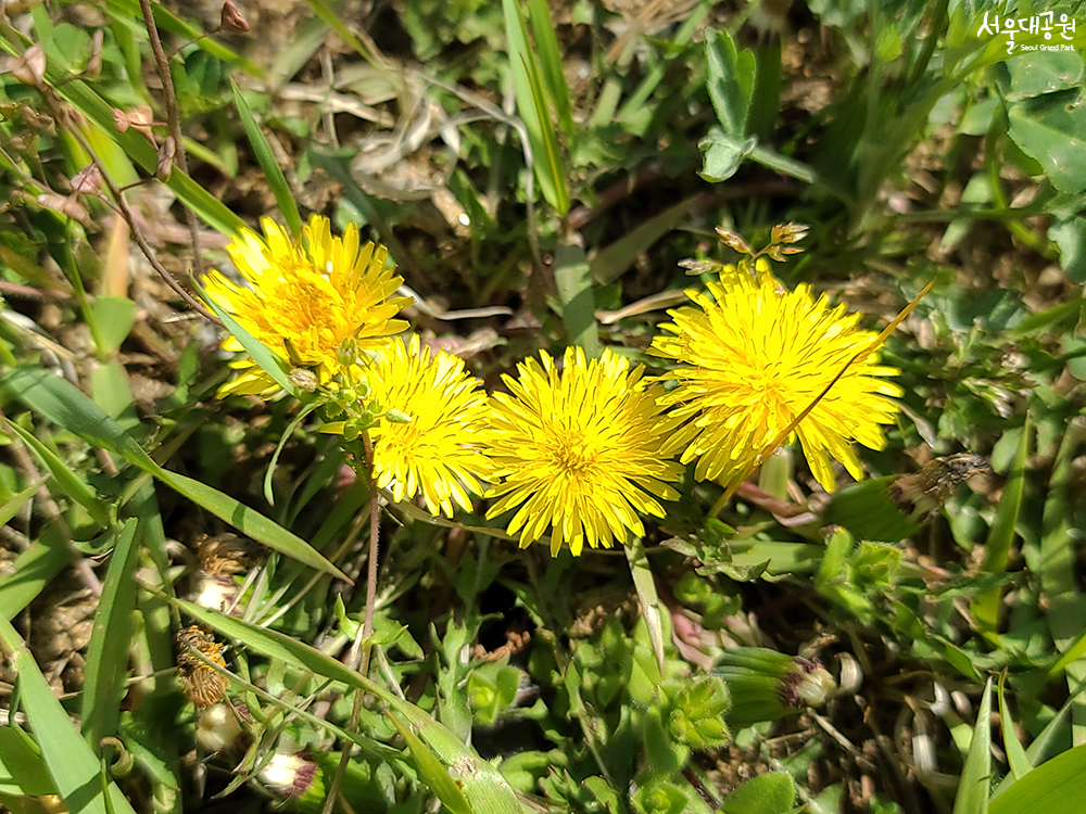 ‘Spring’ has returned to Seoul Grand Park 