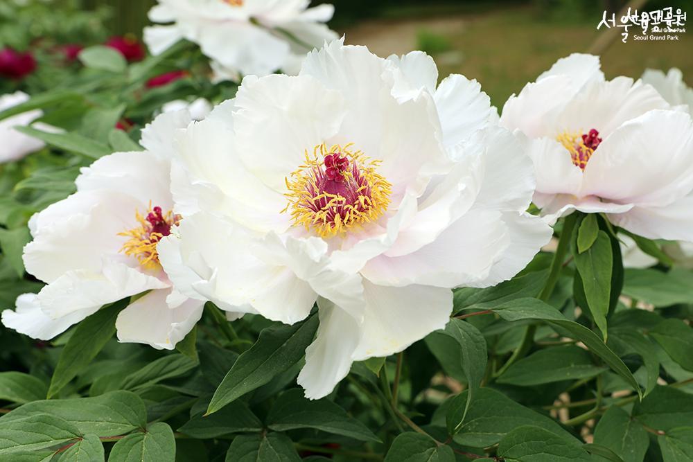 Peony in full bloom in theme garden 