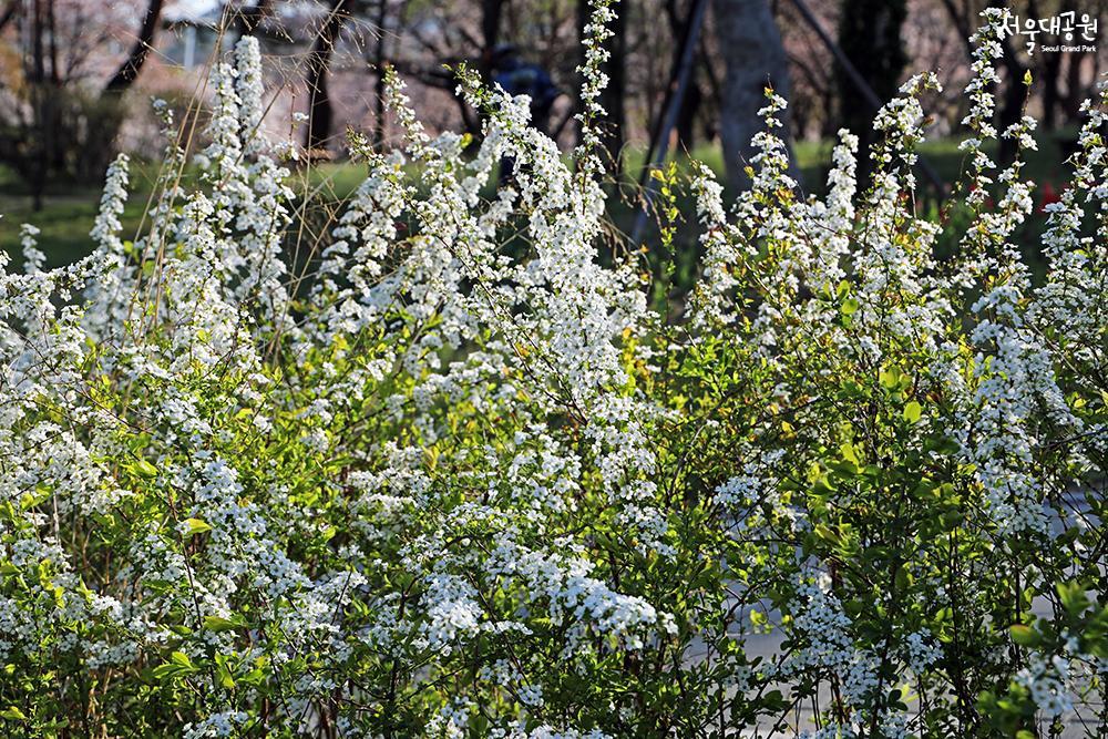 Enjoy spring flowers in full bloom in every corner