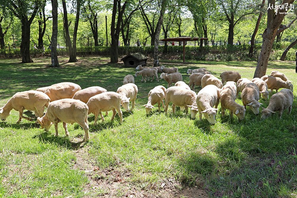 Sheep gorging on fresh grass! 