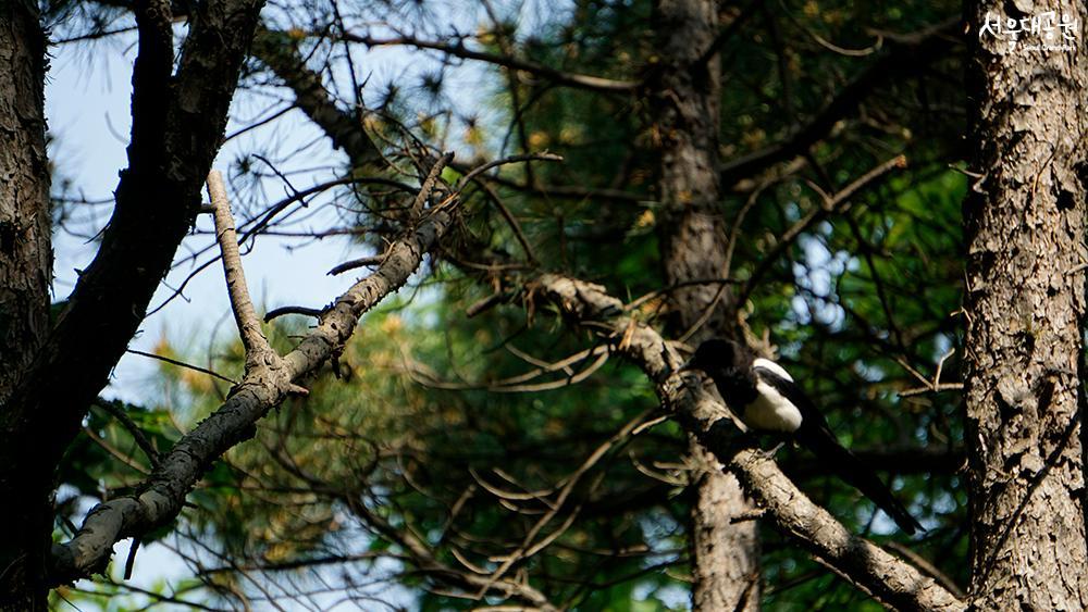 ‘Forest bathing trails’ for perfect strolls in May