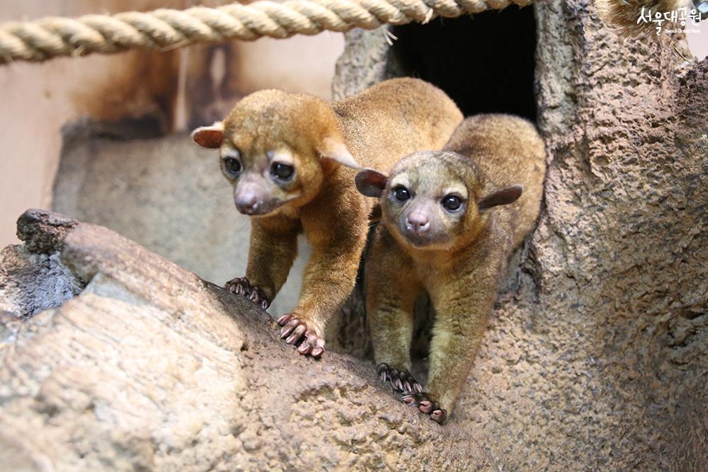 Animal of the month for April, ‘Kinkajou’ 