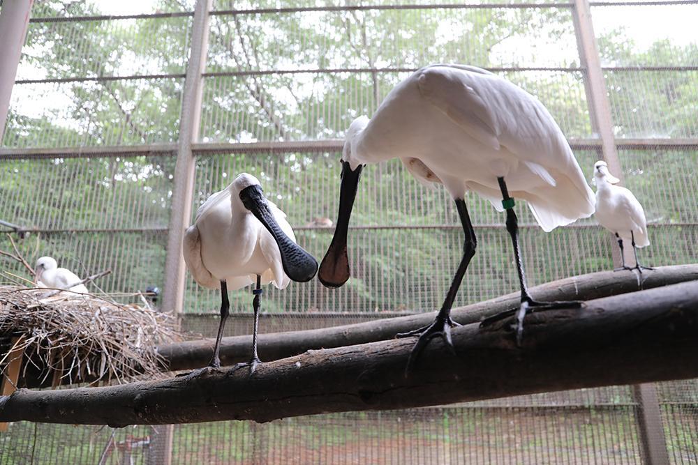 Artificially brooded black-faced spoonbills succee