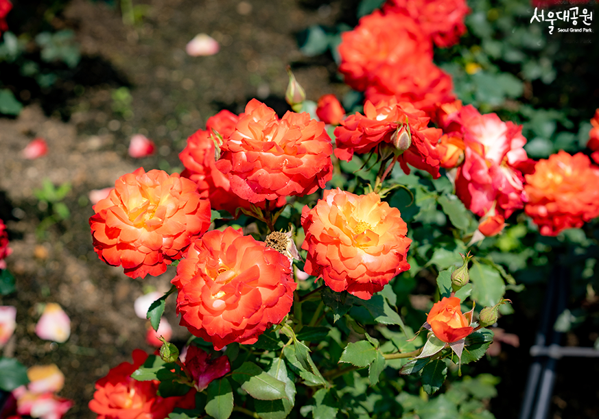 Look around Rose Garden in rose season!