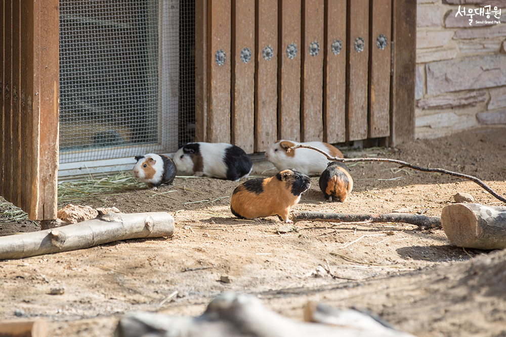 A warm spring day in Children’s Zoo 