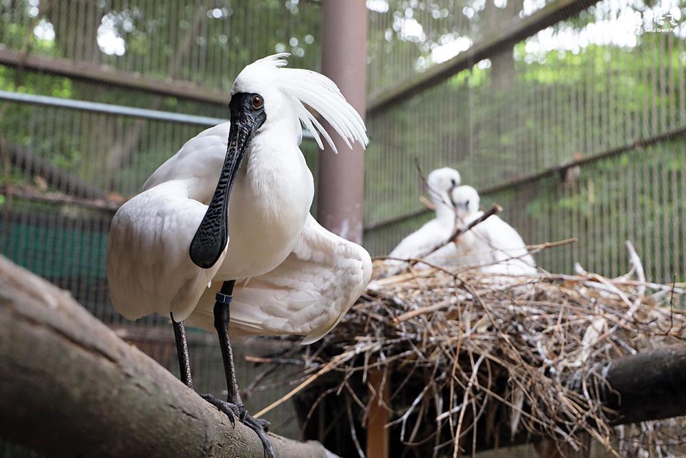 Artificially brooded black-faced spoonbills succee