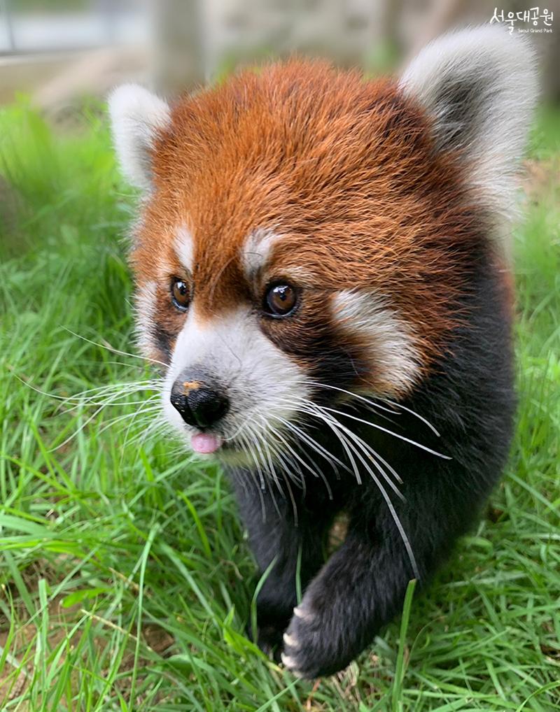 Autumn Animal! Super cutie 'Lesser Panda' 