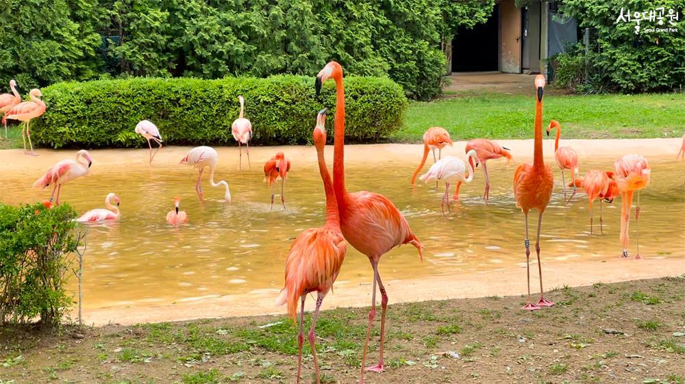 Happy 'Red-crowned cranes' in spring 