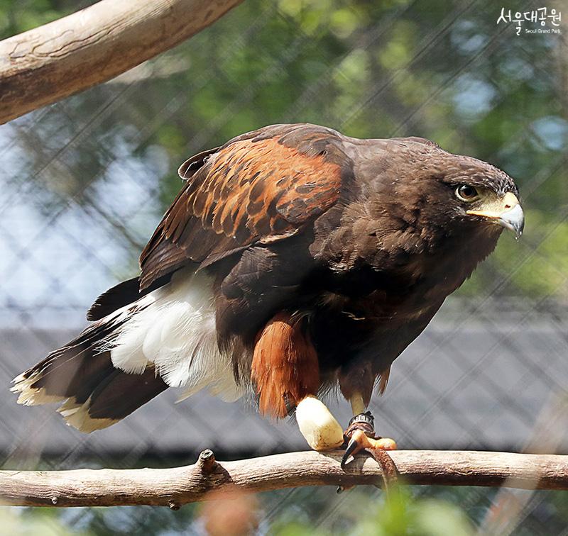 Overcoming adversity, on both feet again! Harris’s hawk, 'Geum-Ji'