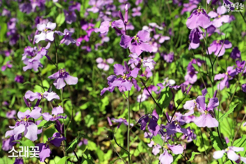 Enjoy spring flowers in full bloom in every corner