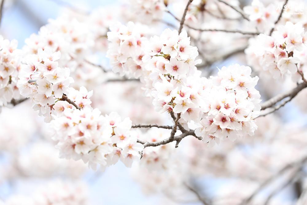 Scene of cherry blossoms at its peak in Seoul Gran