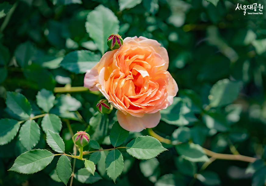 Look around Rose Garden in rose season!