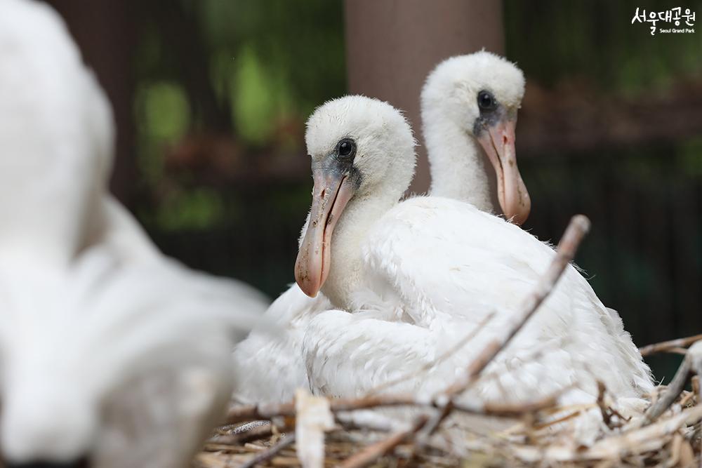 Artificially brooded black-faced spoonbills succee