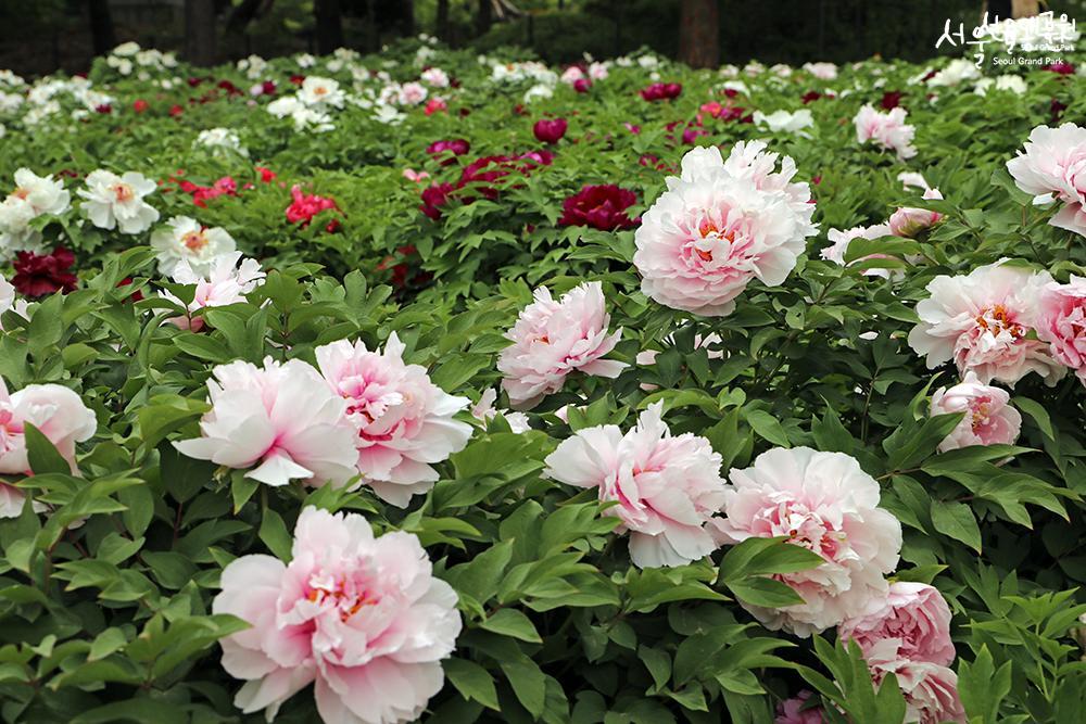 Peony in full bloom in theme garden 