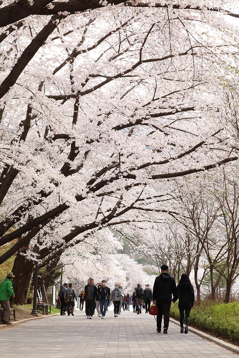 Time for Cheery Blossoms in Grand Park