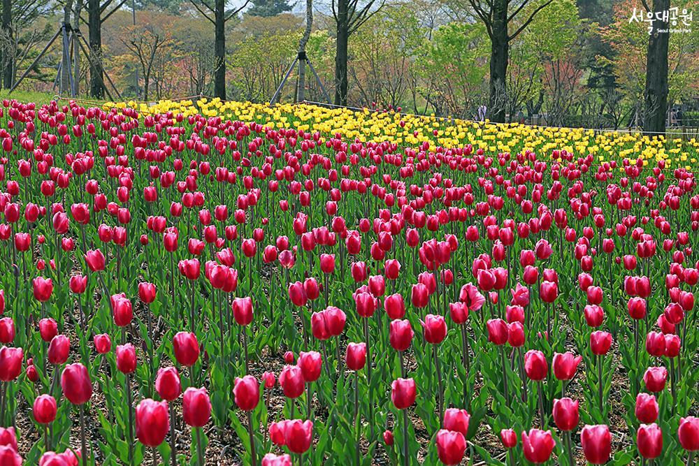 Enjoy spring flowers in full bloom in every corner